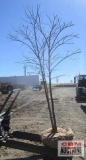 Redbud Tree Multi-Stem