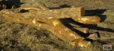 9' Hedge Fence Line Posts 10-12 +/-