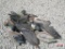 11+/- Duck Decoys, Corded & Weighted *B12