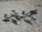 6+/- Standing Duck Decoys, Brown Bag *B12