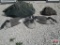 24+/- Canadian Geese Shells Bodies & Heads *B1