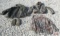 CamoHunting Clothes (X-Large, Large & Medium) *D9