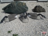 24+/- Canadian Geese Shells Bodies & Heads *B1
