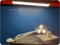Sunnex Celestial Star  Surgical Exam Light