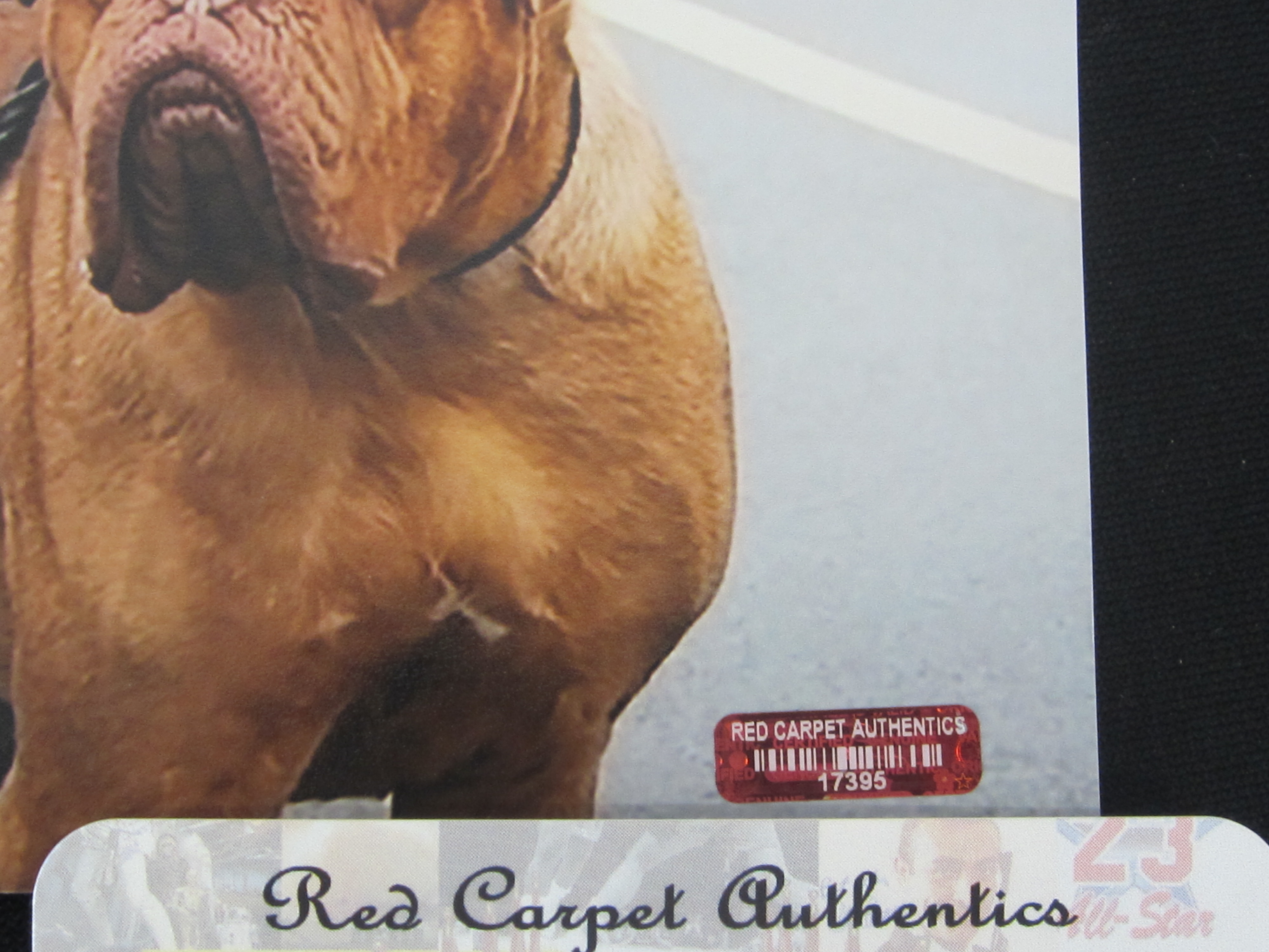 JOSH PECK SIGNED AUTOGRAPHED PHOTO WITH Proxibid