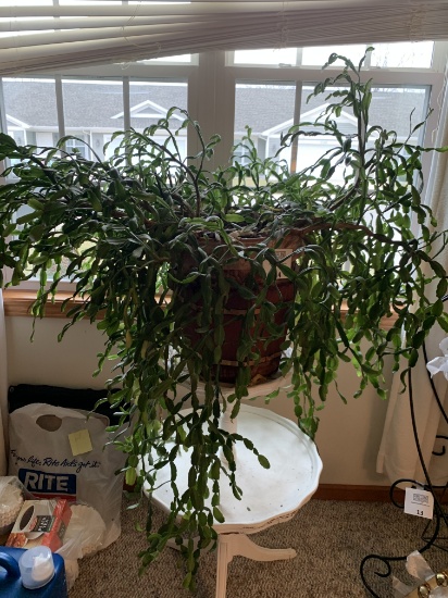 Large 40 Year Old House Plant In Wooden Bucket
