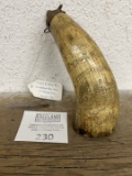 French & Indian War SCRIMSHAW Map Horn of Philadelphia dated 1758