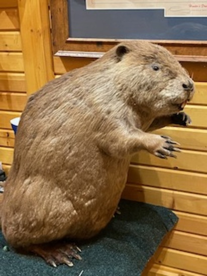 beaver mount