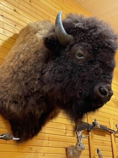 bison mount