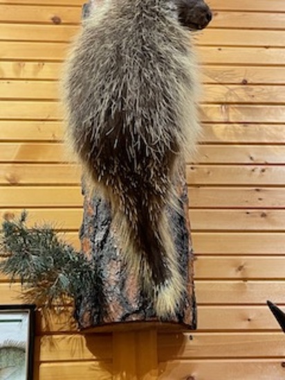 porcupine mount