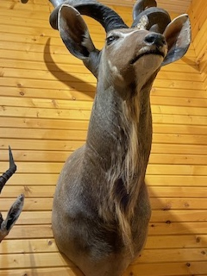 Kudu - african mount