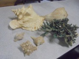Group of Shells and Corals