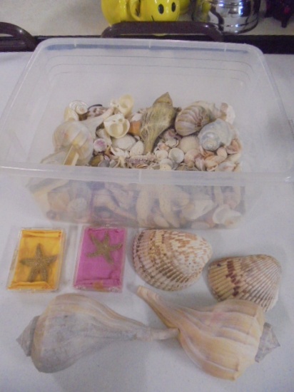 Large Group of Sea Shells