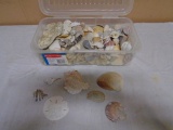 Large Collection of Seashells