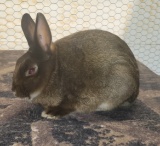 Show Rabbit-Mini Satin Rabbit-Copper-Buck-9 Months Old