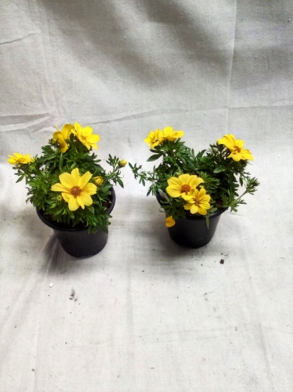 Pair of Pop Star Yellow Annuals