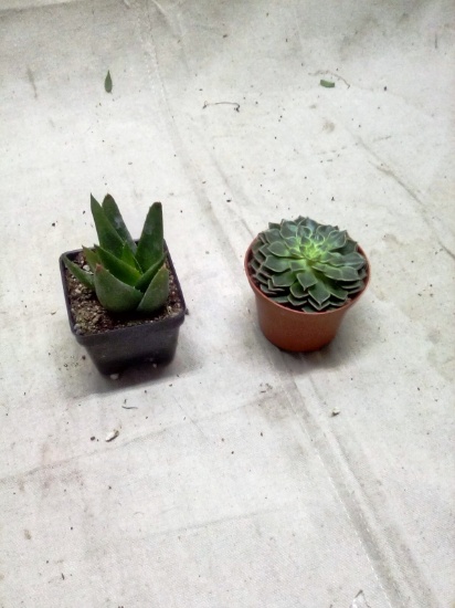 Pair of Live Succulents