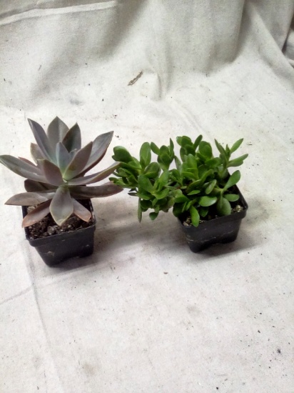 Pair of Live Succulents