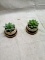 Pair of Artificial Succulents