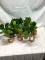 Ten Artificial Succulents in Golden Bases