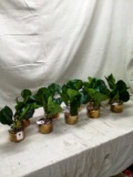 Ten Artificial Succulents in Golden Bases