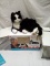 Joy For All Ageless Innovations Tuxedo Cat