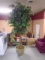 Artificial Ficus Tree in Ceramic Planter