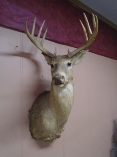 Large Buck Deer Mount