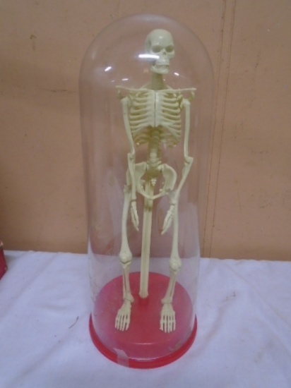 Model Human Skeleton in Domed Case