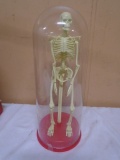 Model Human Skeleton in Domed Case