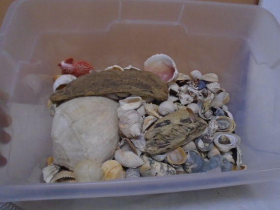 Tote of Assorted Size Sea Shells