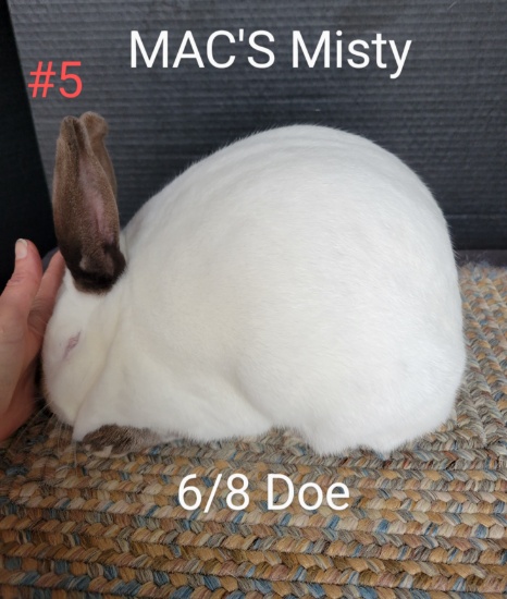 MAC Rabbit Auction  9-18-22