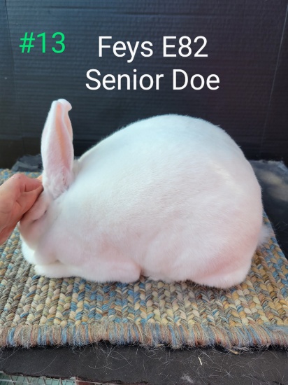 New Zealand Senior Doe