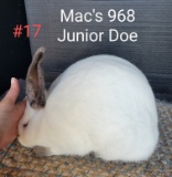 Californian Junior Doe