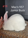 New Zealand Junior Buck