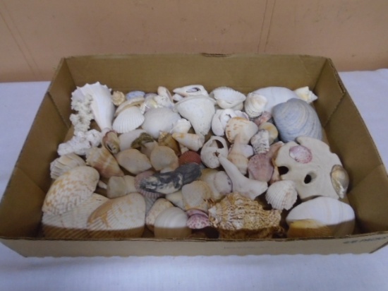 Large Group of Assorted Sea Shells