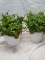 2 Table Top Artificial Ferns