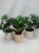 Approx 10 inch potted faux plants quantity 3
