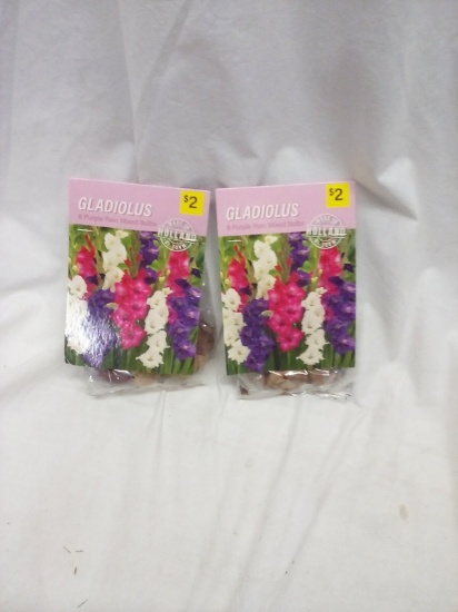 2 Bags of Gladiolus 6 Purple Rain Mixed Bulbs