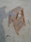 Two Foot Woode Step Ladder