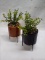 Pair of Canister Stand Artificial Plant Terrariums