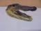 Taxidermied Alligator Head