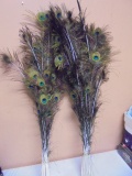 Large Group of Peacock Feathers