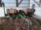 John Deere 7000 4 row No-till corn planter with liguid fertilizer application
