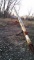 Westfield 8x51 Auger PTO