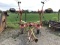 4 BASKET WALTON HAY TEDDER