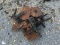 (6) NO-TILL DISC COULTERS