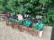 4 ROW LANNEN TRANSPLANTER