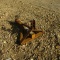 LEINBACH 3PT TRAILER MOVER