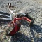 TRICYCLE